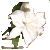 Lily.gif (2094 bytes)