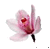 orchid.gif (1903 bytes)